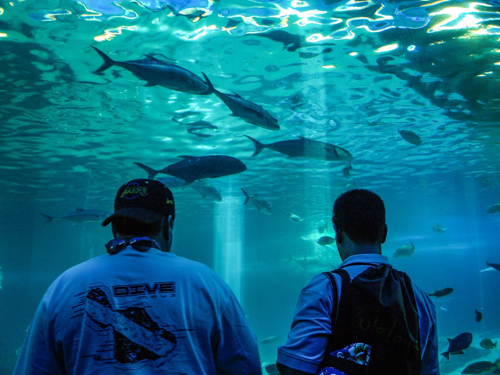 15 Things To Do In Maui Hawaii - Maui Ocean Center Aquarium Tunnel Visitors