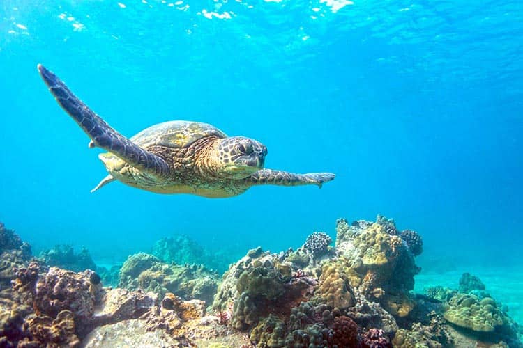 Turtle snorkeling at turtle reef