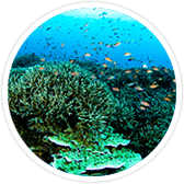 swim with fish in maui