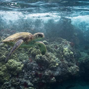 green sea turtle snorkeling
