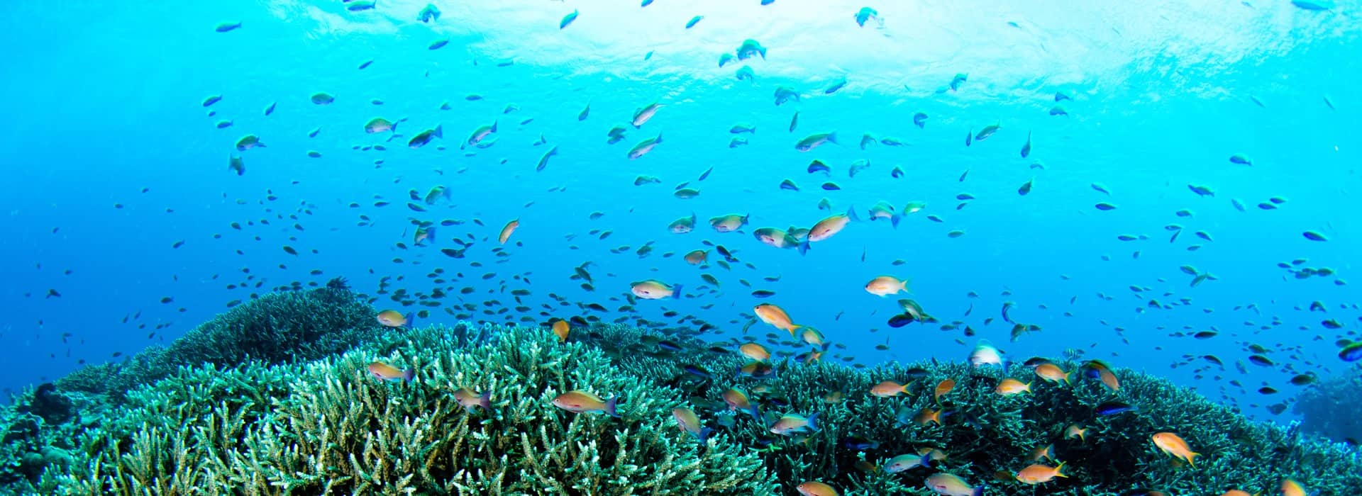 fish swimming coral reef