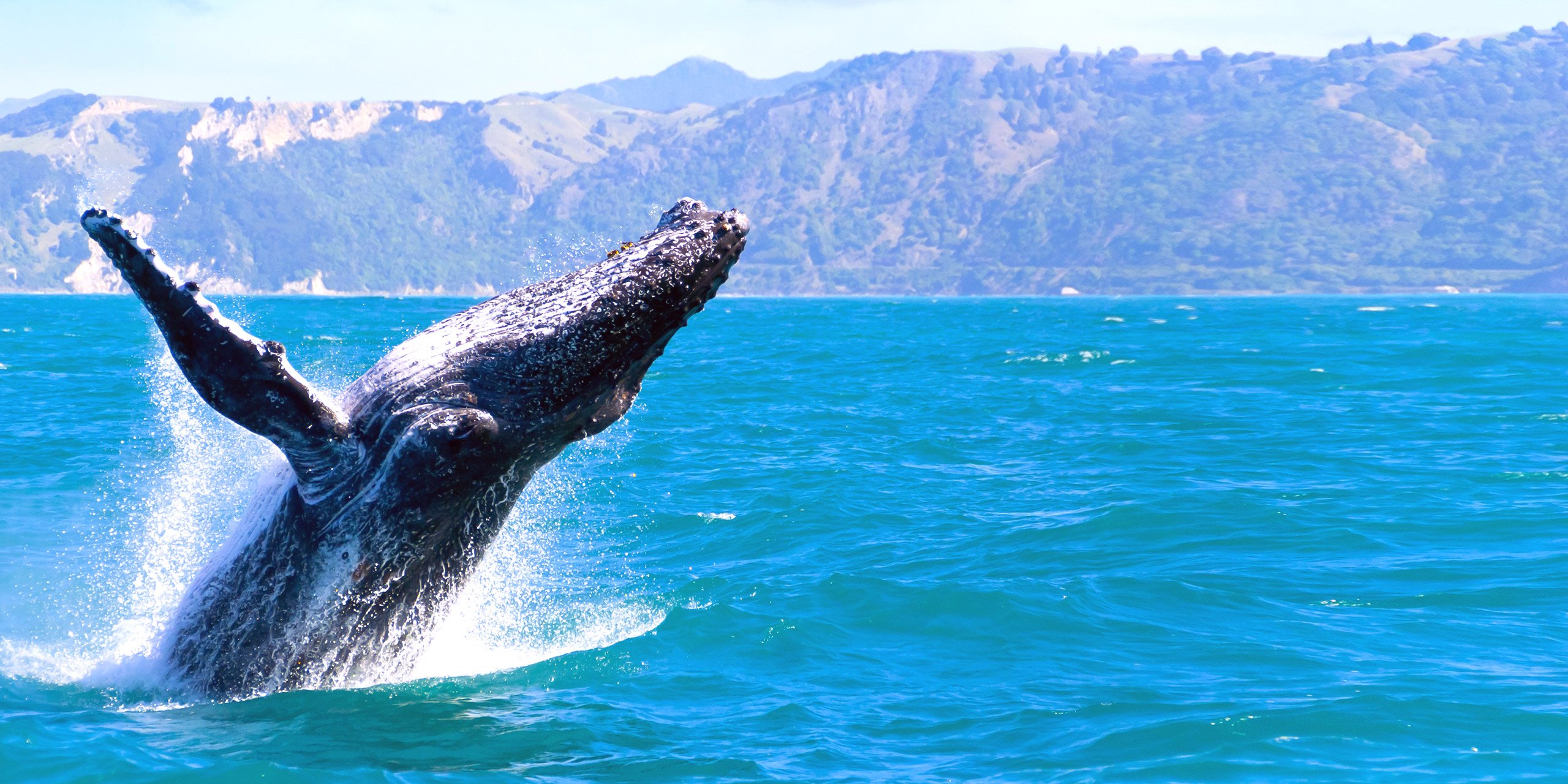 Humpback whale fluke breaching out of water