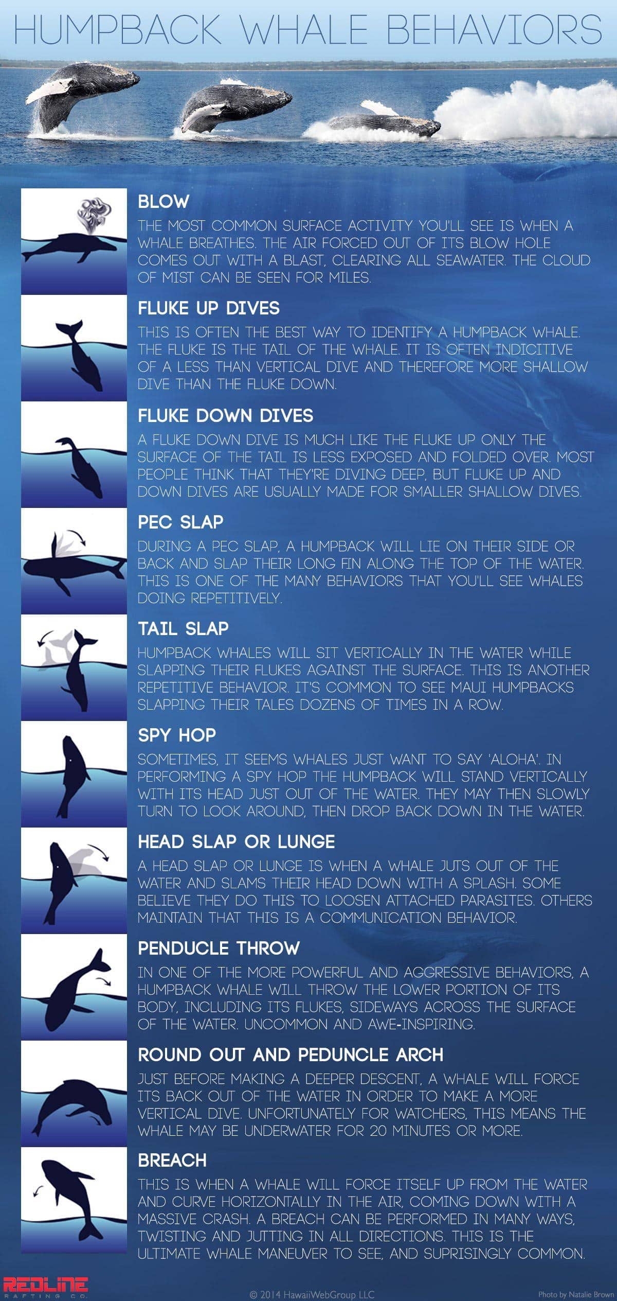 humpback whale behavior infographic