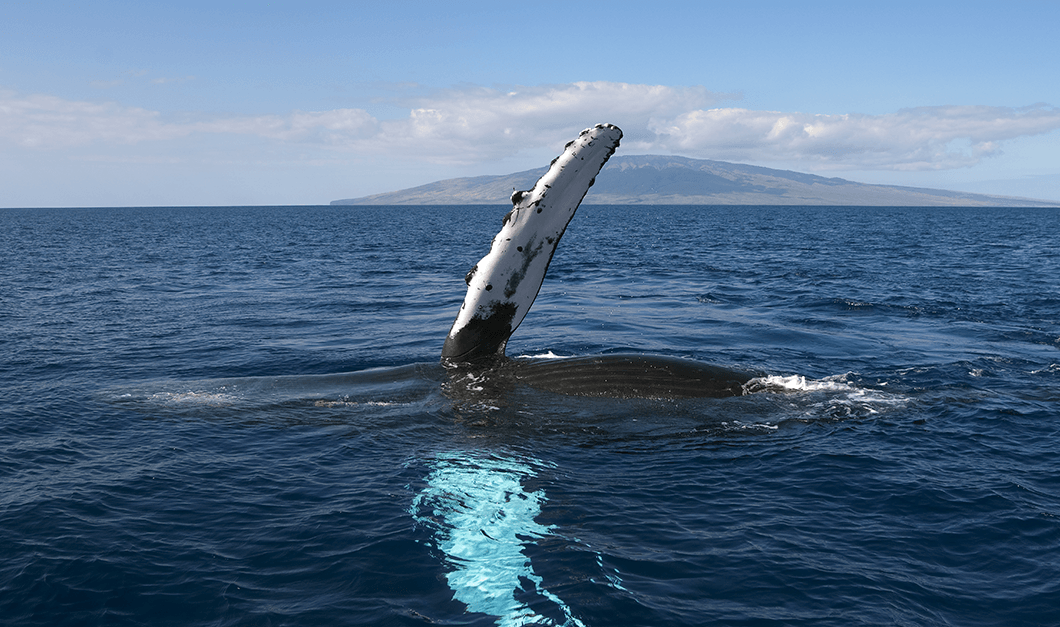 Whale Watching in Hawaii Maui Zodiac Tour