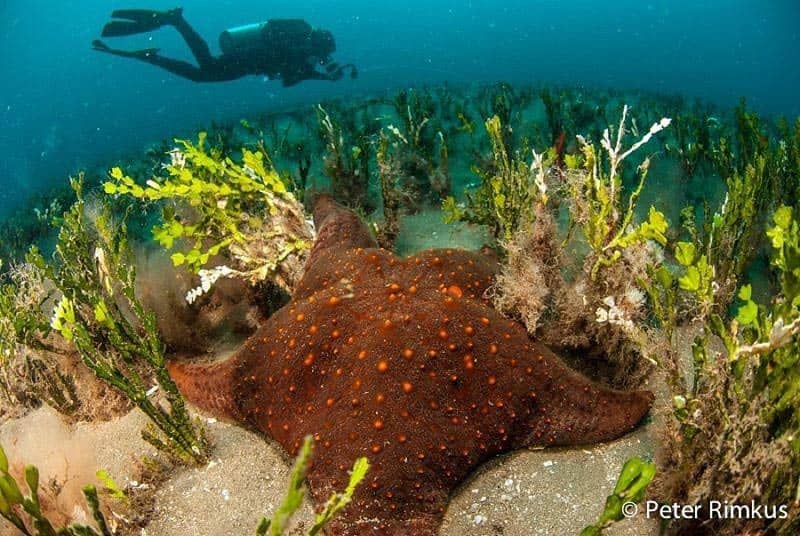 maui scuba diving tours