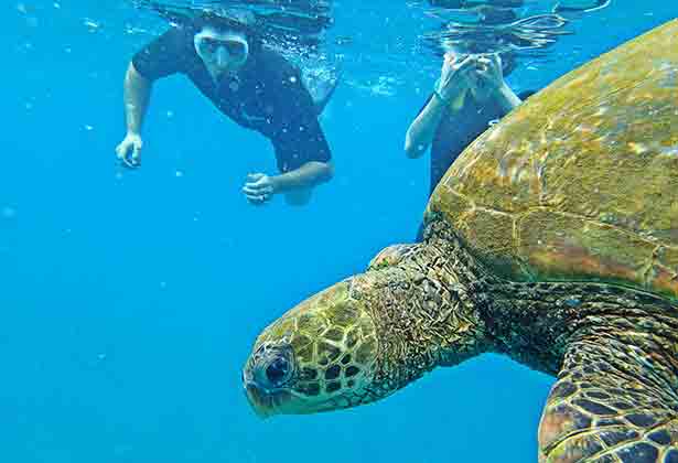 snorkeling with turtles