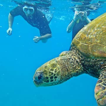 turtle snorkeler