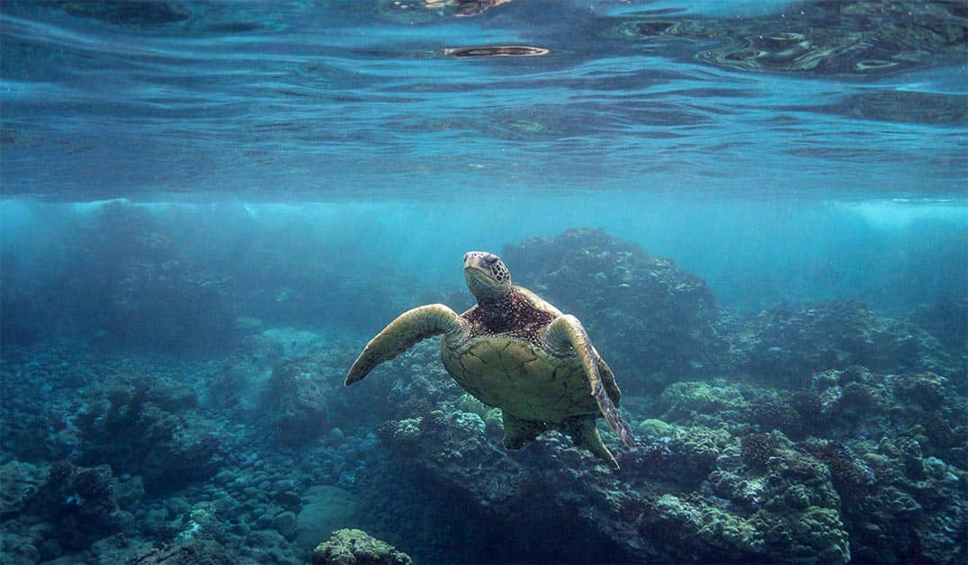 Turtle Town Maui