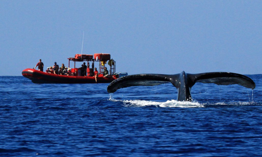 people on a boat watching a whale in kihei 